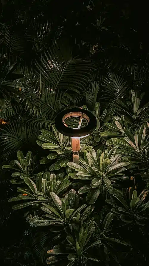 Landscape lighting installation service in Veince